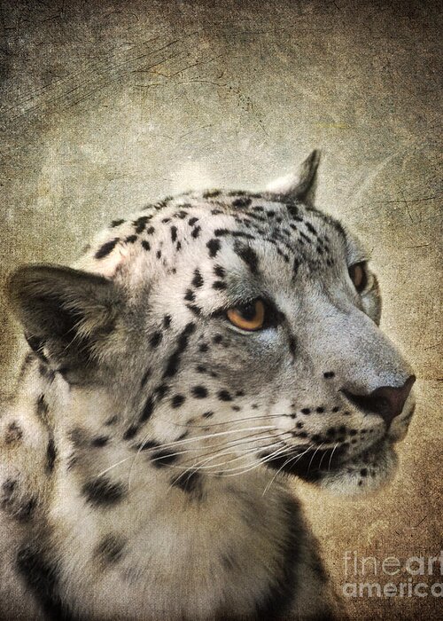 Snow Leopard Greeting Card featuring the photograph Snow Leopard Portrait by Jai Johnson