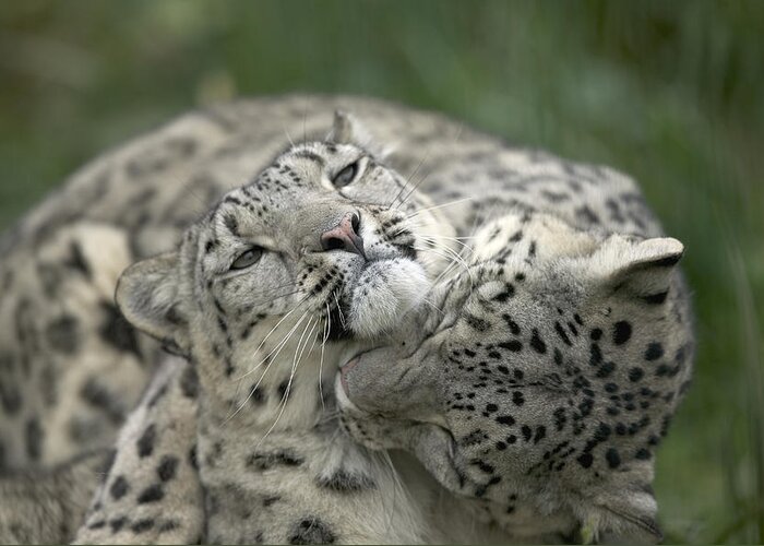 Mp Greeting Card featuring the photograph Snow Leopards Playing by Cyril Ruoso