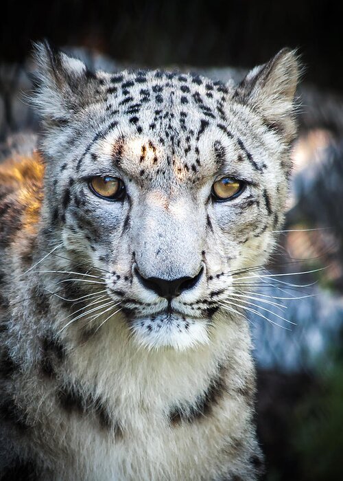 Snow Greeting Card featuring the photograph Snow Leopards Stare by Keith Allen