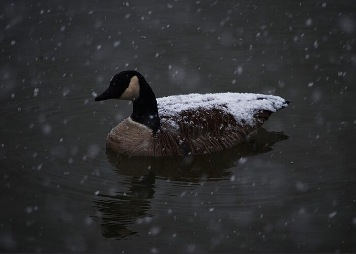 Nature Greeting Card featuring the photograph Snowback goose by Brian Stevens