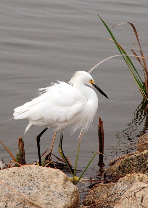 Snowy Egret Greeting Card featuring the photograph Snowy Egret by Kay Lovingood