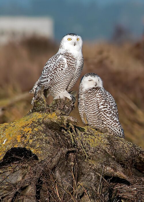 Snowy Owls Greeting Card featuring the photograph Snowy Owls portrait by Terry Dadswell