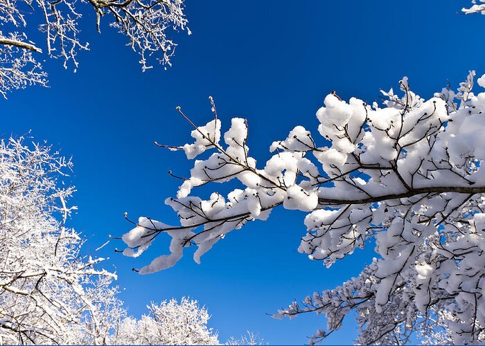 Cold Greeting Card featuring the photograph Snowy Trees and Blue Sky by Lori Coleman