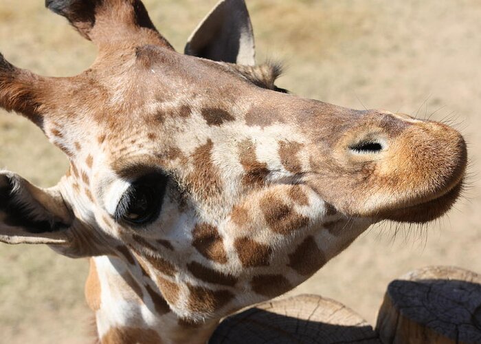 Giraffe Greeting Card featuring the photograph So Cute by Kim Galluzzo Wozniak