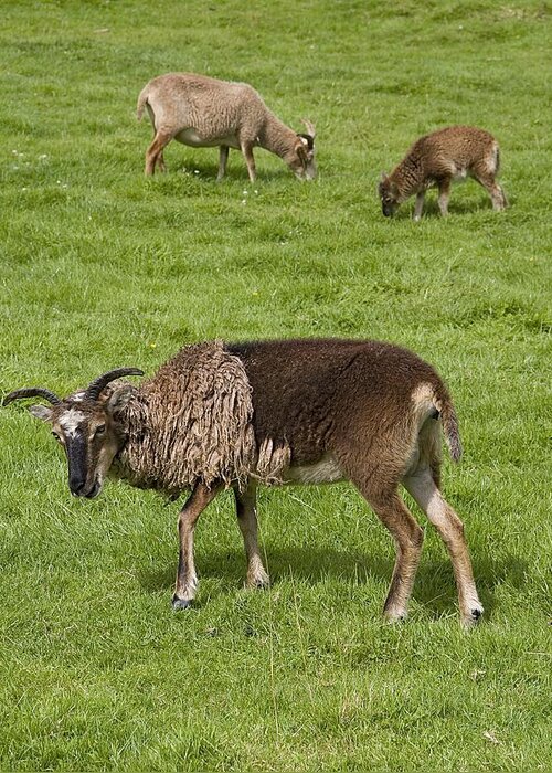 Soay Sheep Greeting Card featuring the photograph Soay Sheep (ovis Aries) by Sheila Terry