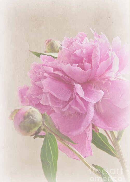 Peony Greeting Card featuring the photograph Soft Peony by Bob and Nancy Kendrick