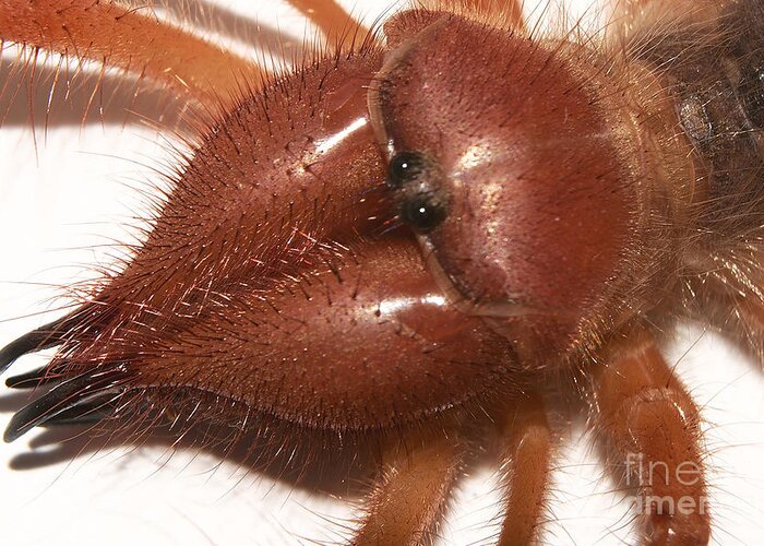 Solifugid Greeting Card featuring the photograph Solifugid portrait by Mareko Marciniak