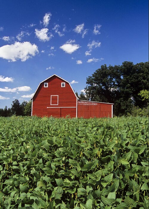 Anola Greeting Card featuring the photograph Soybean Field And Red Barn Near Anola by Dave Reede