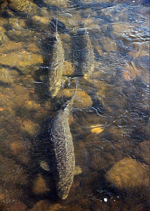 Trio Greeting Card featuring the photograph Spawning Sturgeon Trio by Mark J Seefeldt