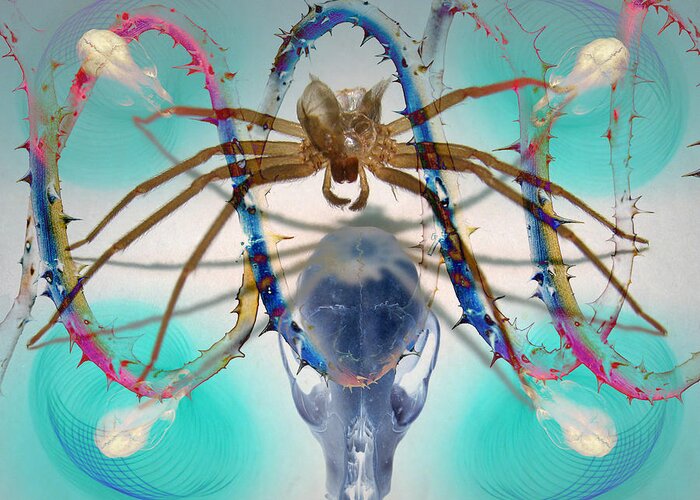 Art Greeting Card featuring the photograph Spider DNA by Adam Long