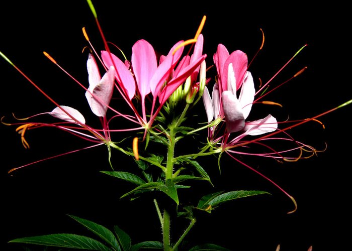 Spider Flower Greeting Card featuring the photograph Spider Flower by Kim Galluzzo