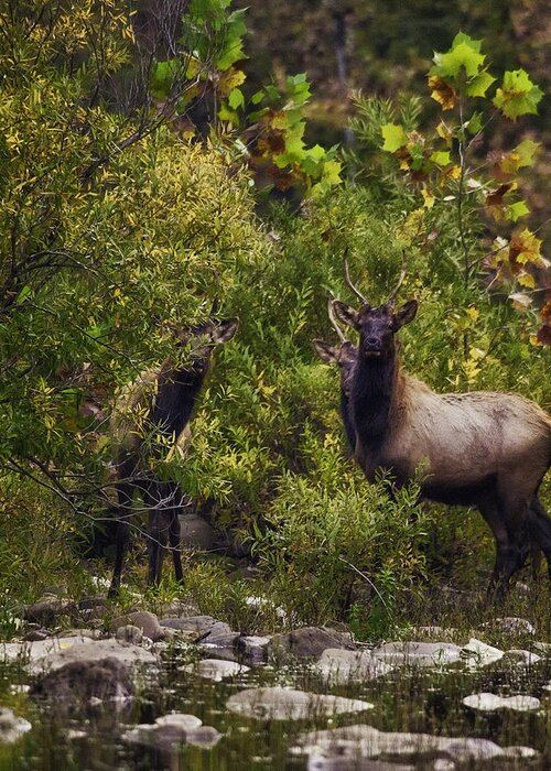 Spike Elk Greeting Card featuring the photograph Spike Elk on Buffalo National River by Michael Dougherty