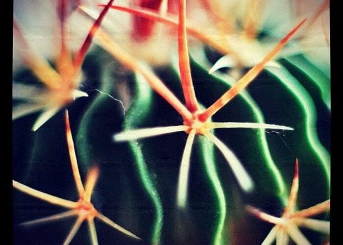 Plant Greeting Card featuring the photograph #spikes #green #plant #igaddict by Ritchie Garrod
