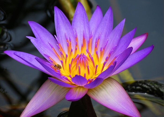 Digital Greeting Card featuring the photograph Spiritaul Violet lily by Vijay Sharon Govender