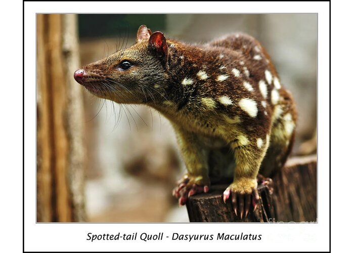 Photography Greeting Card featuring the photograph Spotted-tail Quoll by Kaye Menner