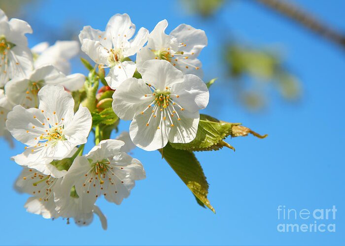 Spring Greeting Card featuring the photograph Spring Blossom by Susan Wall