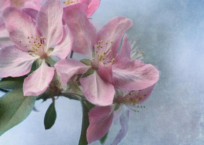 Flower Greeting Card featuring the photograph Spring Blossoms for the Cure by Kim Hojnacki
