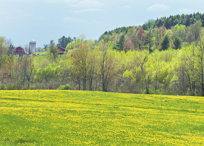 Spring Greeting Card featuring the photograph Spring Farm Landscape With Dandelion Bloom in Maine Photograph by Keith Webber Jr