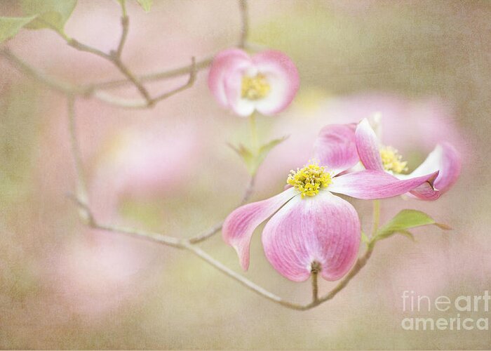 Dogwood Greeting Card featuring the photograph Spring Inspiration by Cheryl Davis