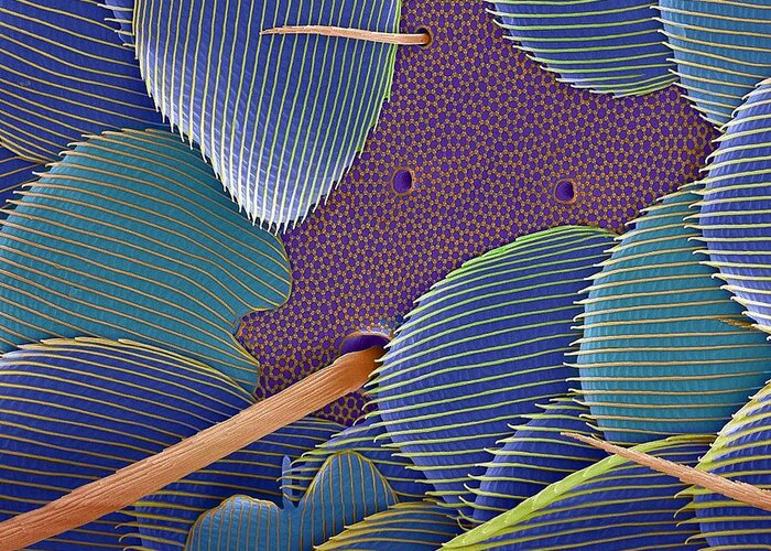 Close-up Greeting Card featuring the photograph Springtail Body Surface, Sem by Steve Gschmeissner
