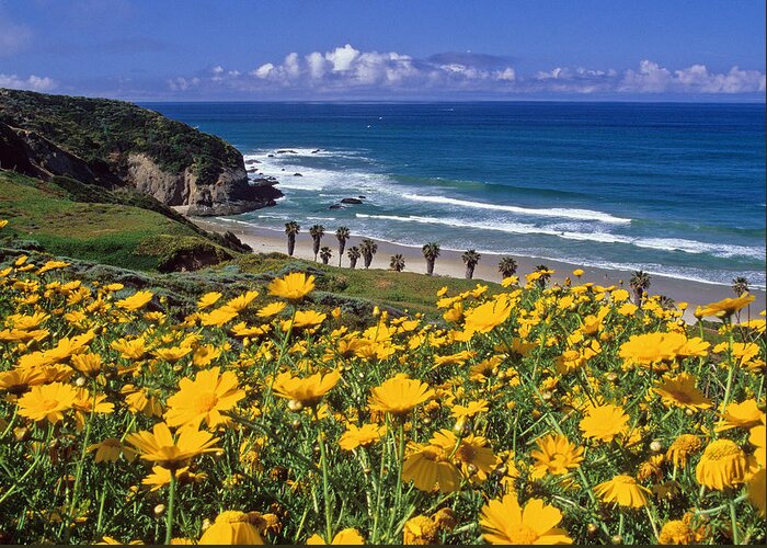 Dana Point Greeting Card featuring the photograph Springtime on the Headlands by Cliff Wassmann