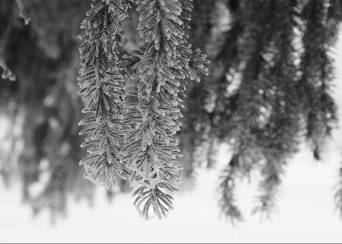 Frost Greeting Card featuring the photograph Spruce by Ellery Russell