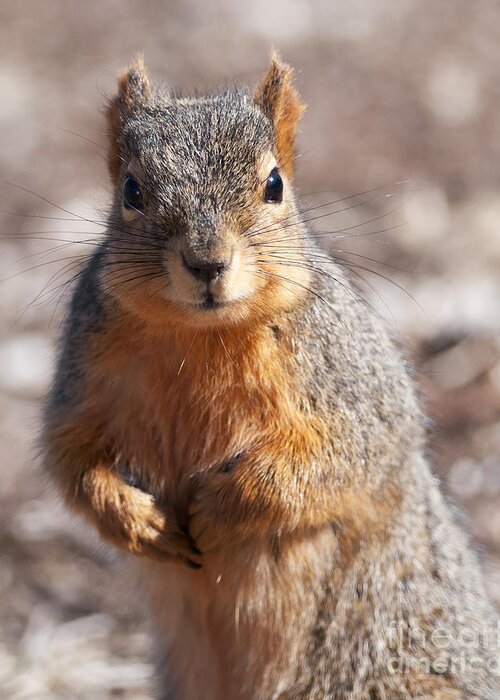 Squirrel Greeting Card featuring the photograph Squirrel by Art Whitton