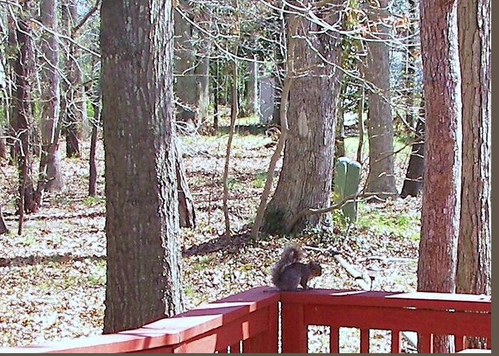 Squirrel Greeting Card featuring the photograph Squirrel Waiting by Pamela Hyde Wilson