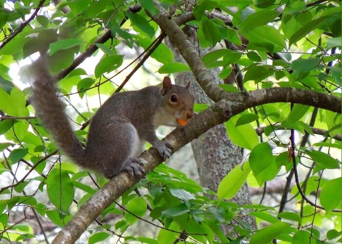 Squirrel Greeting Card featuring the photograph Squirrel with candy by Renee Trenholm