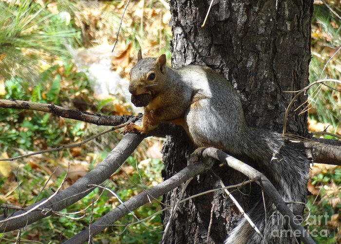 Squirrel Greeting Card featuring the photograph Squirrling Away by Laurel Best