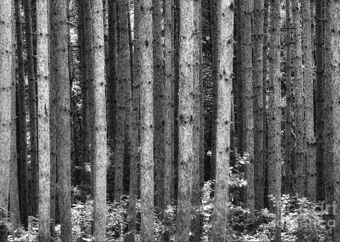 Trees Greeting Card featuring the photograph Standing Straight B W by Clare VanderVeen