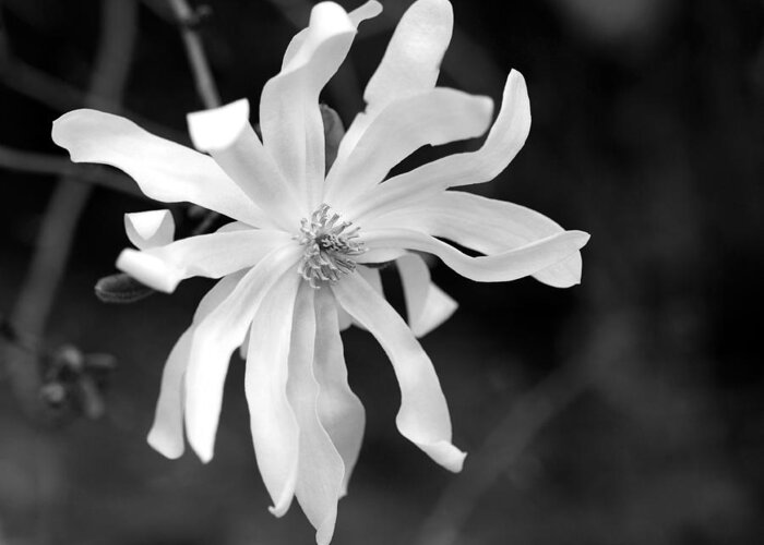 Star Magnolia Greeting Card featuring the photograph Star Magnolia by Lisa Phillips