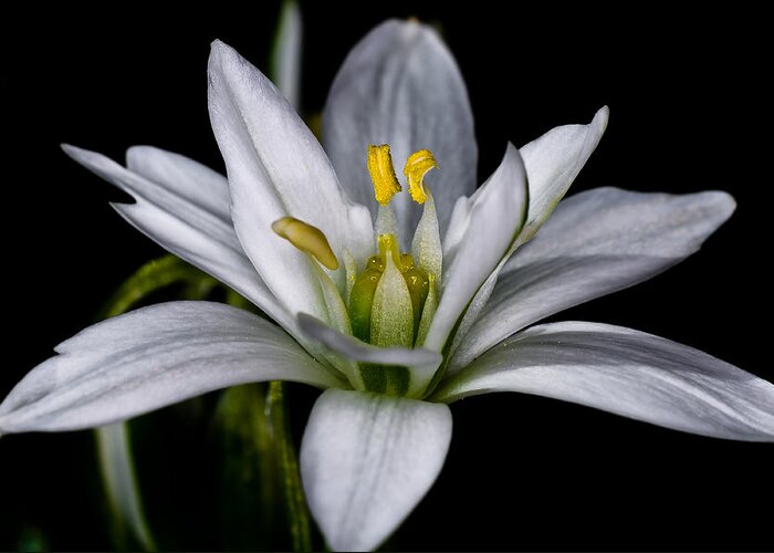 Macro Greeting Card featuring the photograph Star of Bethlehem by Lori Coleman
