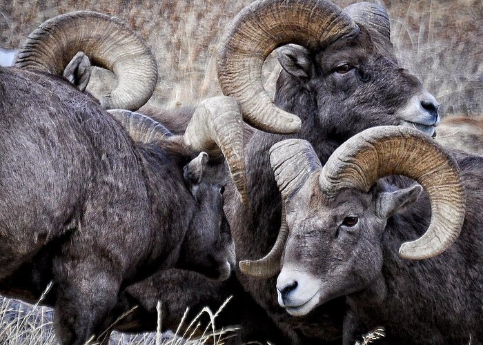 Rocky Mountain Bighorn Greeting Card featuring the photograph Stare Down by Kevin Munro