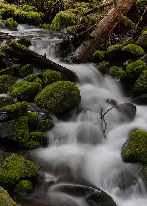 Olympic National Park Greeting Card featuring the photograph Stepping Stones by Mike Reid