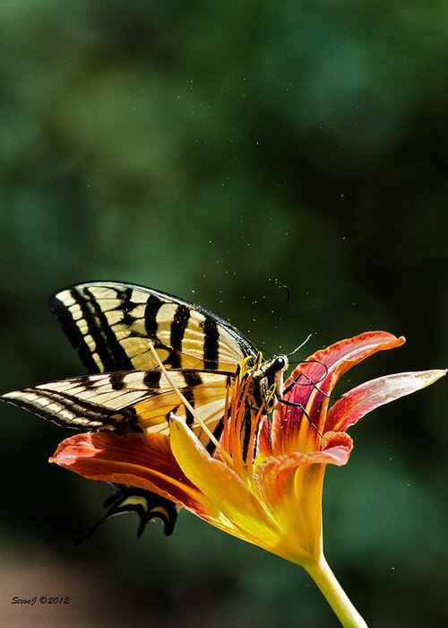 Tiger Swallowtail Greeting Card featuring the photograph Stirring Up Some Pollen by Stephen Johnson