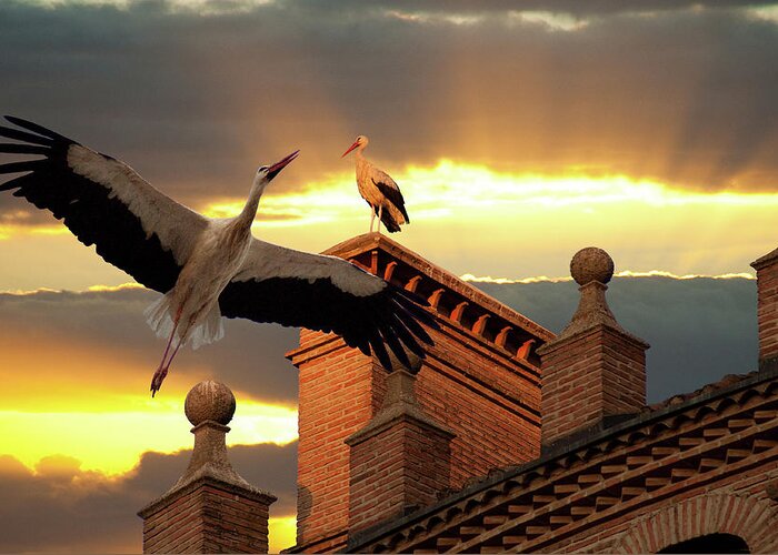 Stork Photographs Greeting Card featuring the photograph Storks at Sunset by Harry Spitz