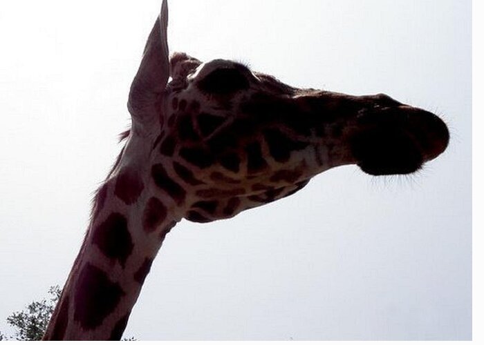 Giraffe Greeting Card featuring the photograph Stretch by Kim Galluzzo Wozniak