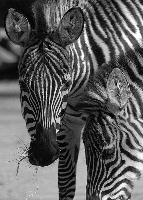 Stripes Greeting Card featuring the photograph Stripes - Zebra by DArcy Evans