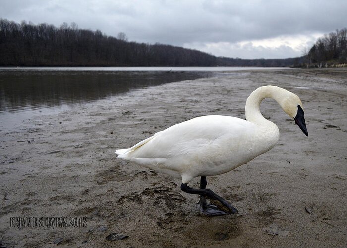 Trumpeter Swan Greeting Card featuring the photograph Strolling by Brian Stevens
