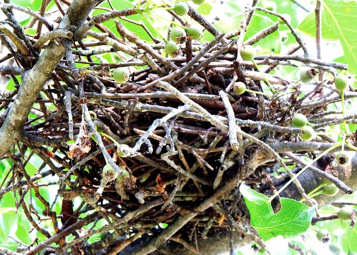 Bird Greeting Card featuring the photograph Sturdy Bird Nest by Renee Trenholm