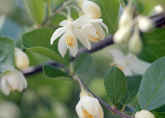 Styrax Greeting Card featuring the photograph Styrax tree in flower by Paul Cowan
