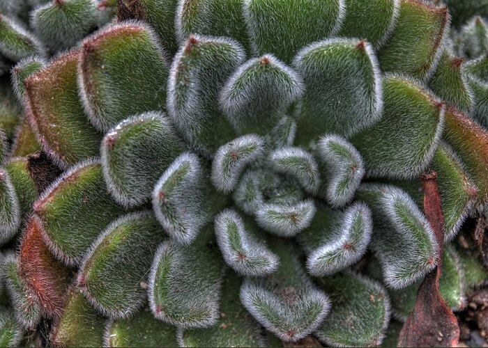 Succulent Greeting Card featuring the photograph Succulent by Jane Linders