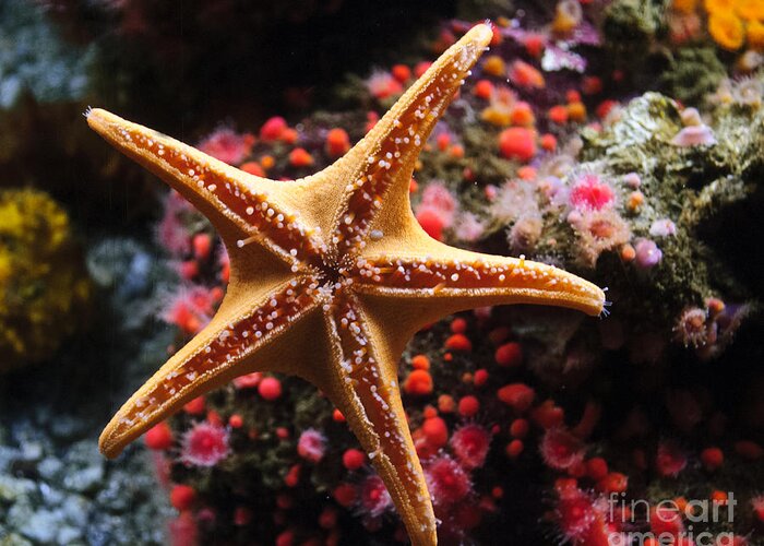 Starfish Greeting Card featuring the photograph Sucker Starfish by Diego Re