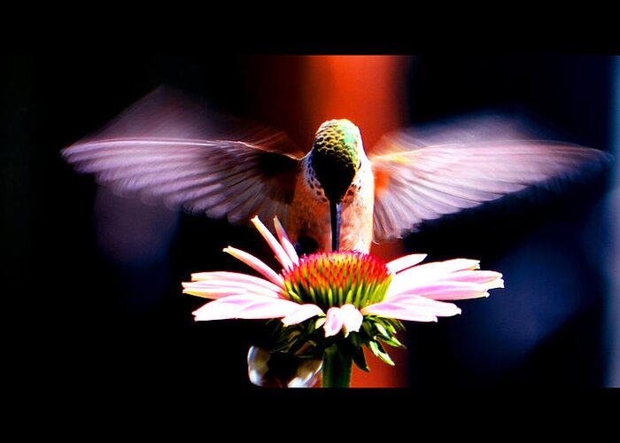 New Mexican Hummingbird Drinking Echinacea Greeting Card featuring the photograph Summer Communion by Susanne Still