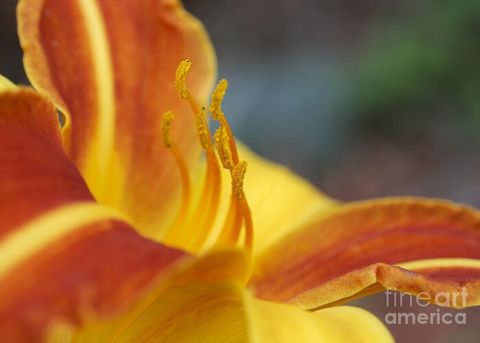 Daylily Greeting Card featuring the photograph Summer Daylily by Ilene Hoffman