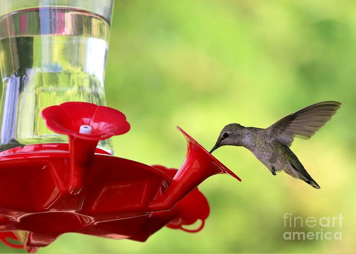 Hummingbird Greeting Card featuring the photograph Summer Friend by Carol Groenen