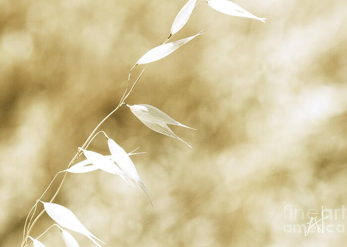 Summer Wheat Greeting Card featuring the photograph Summer Grass by Artist and Photographer Laura Wrede