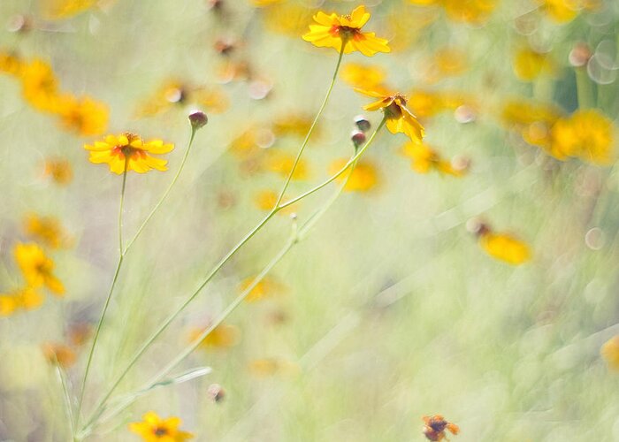 Wildflowers Greeting Card featuring the photograph Summer Invitation by Joel Olives