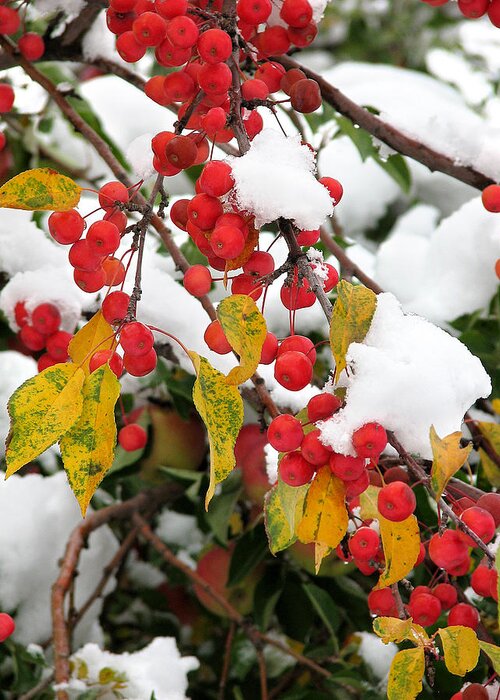 Cherries Greeting Card featuring the photograph Summer meets Winter by Rick Wicker